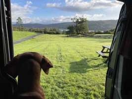 Conistondog1.jpg