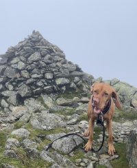 Conistondog3.jpg